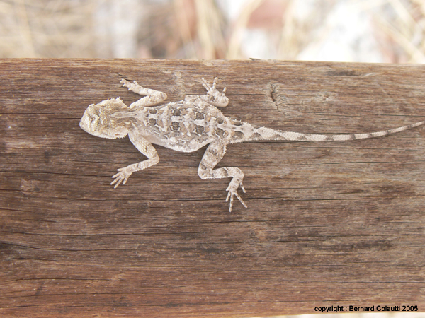 lezard (1)