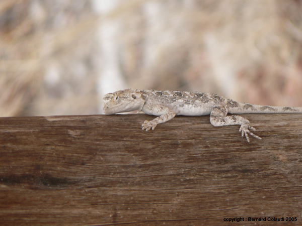 lezard