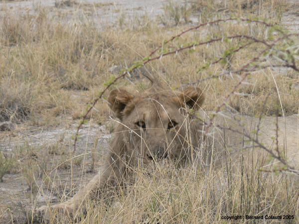 lionne  