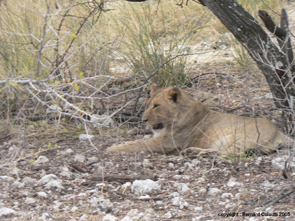 lionne (1)
