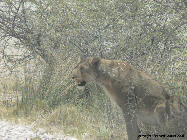 lionnes (1)