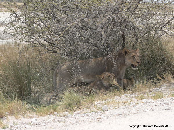 lionnes (3)