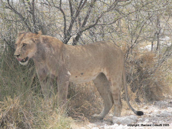lionnes (4)