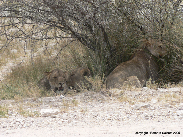 lionnes (5)