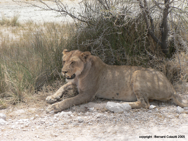lionnes (6)