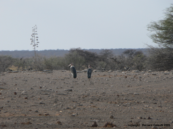 marabout (1)