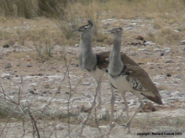 oiseaux 2) (1)