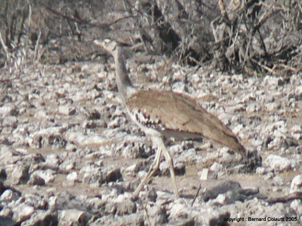 oiseaux 2) (3)