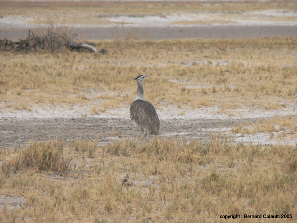 oiseaux 2)