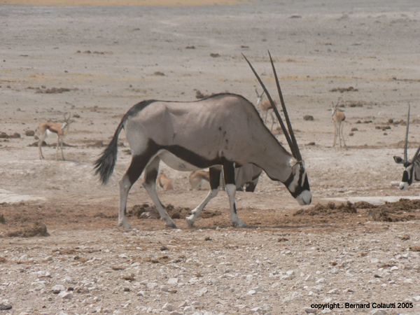 oryx       