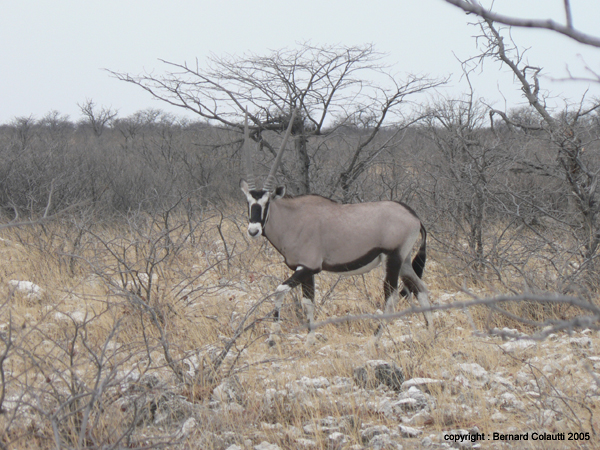 oryx   