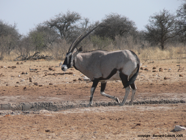 oryx (1)