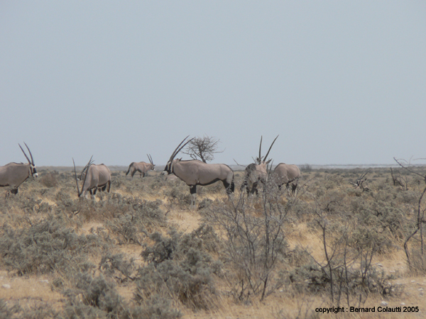 oryx (2)