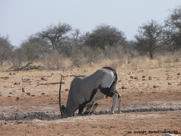 oryx 
