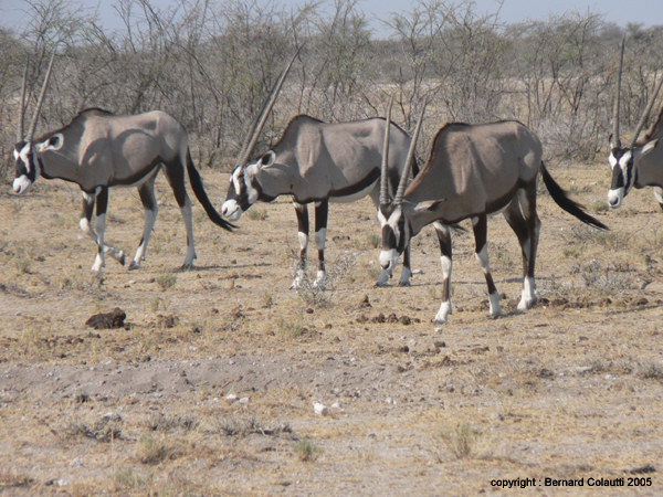 oryx