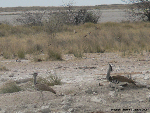outardes de Kori