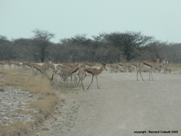 springboks