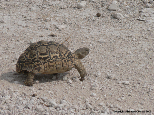 tortue - tortoise