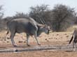 eland 