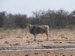 eland