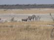 elephant (2)