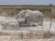elephant (3)