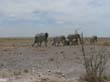 elephants (1)