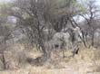 elephants (2)