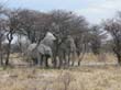 elephants (3)