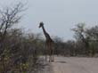 girafe (1)