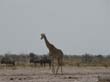 girafe - gnous
