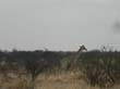 girafe au galop