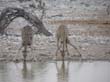 girafes (1)