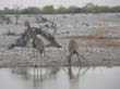 girafes (2)