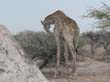 girafes (3)
