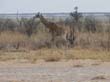 girafes (4)