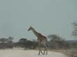 girafes (5)