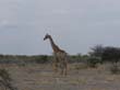 girafes (6)