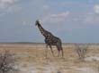 girafes (7)