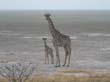 girafes (8)