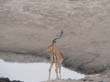impala