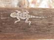 lezard (1)