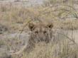 lionne  