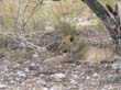 lionne (1)