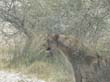 lionnes (1)