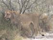lionnes (4)