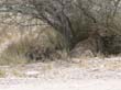lionnes (5)