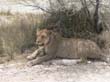 lionnes (6)