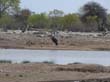 marabout  