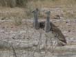 oiseaux 2) (1)